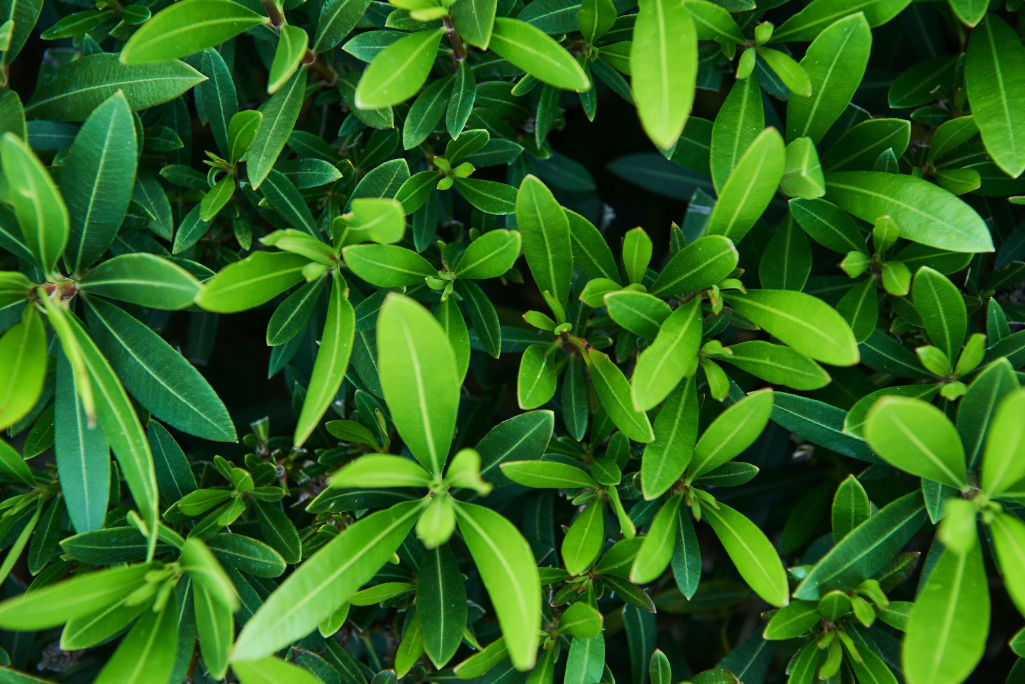 Branches of green plants in the spring season. Turkey