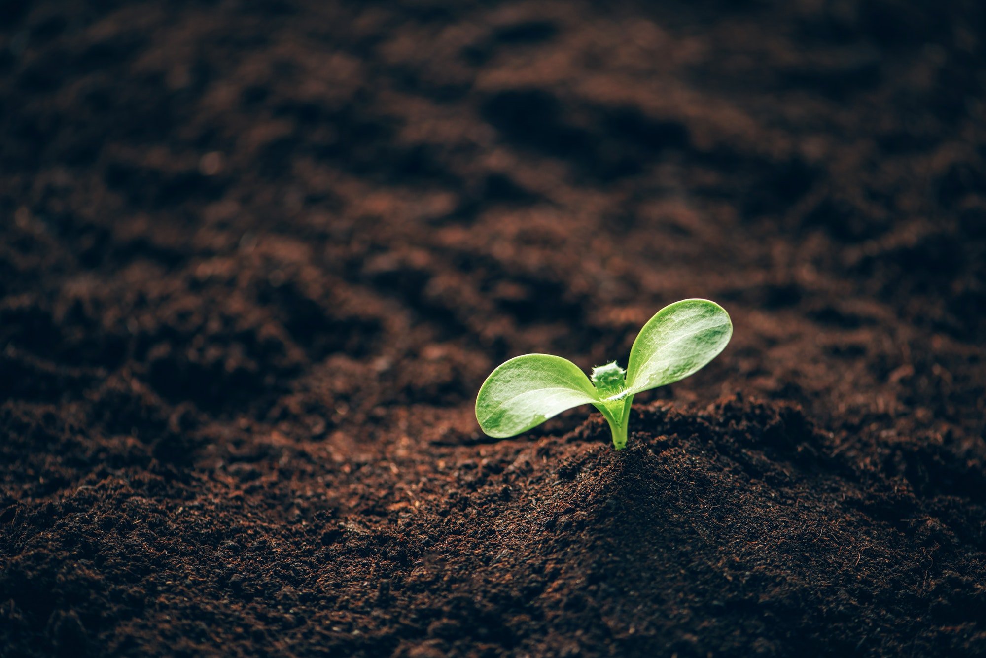 Green plant growing in good soil. Banner with copy space. Agriculture, organic gardening, planting